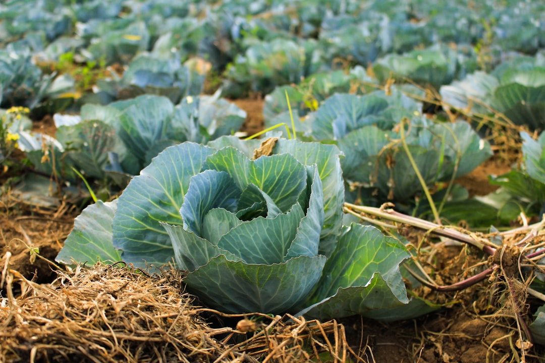 Unconventional yet Delicious Cabbage Amaretto Hoagie Recipe Revolutionizing Lunchtime Options