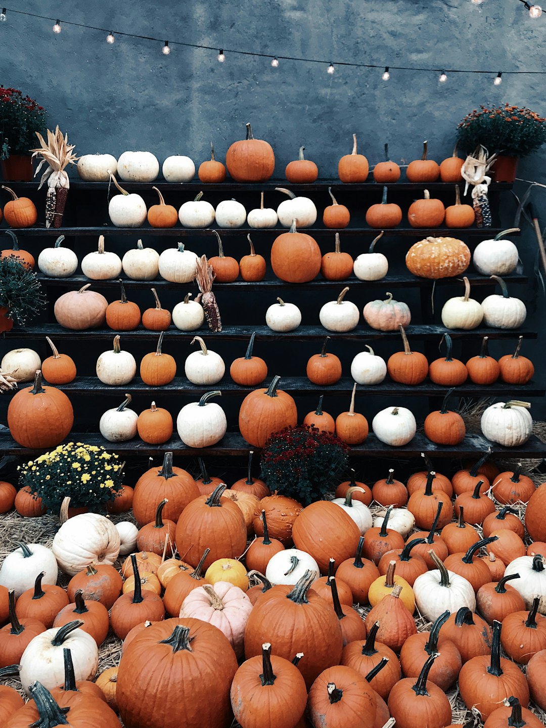 Deliciously Sweet Pumpkin Mozzarella Bites