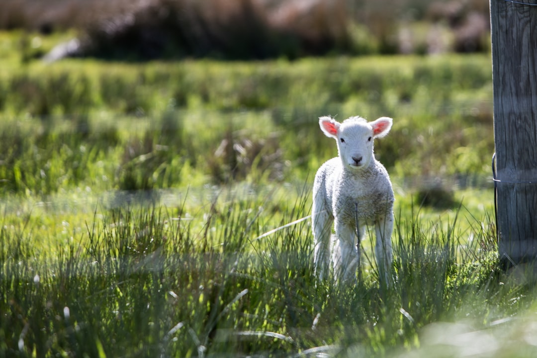 Lamb Cooking Methods for Perfectly Prepared Gaeta Potatoes