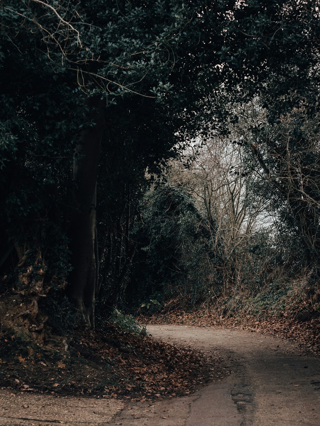 FunnelInduced Periwinkle Paleo Pathways