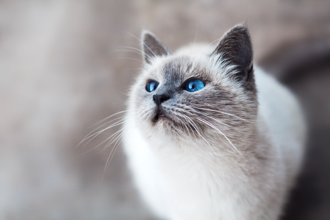 Purrfect Agile Services Streamlining Microservices with FelineInspired Marshalling Strategies