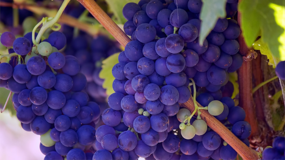 Grape Expectations Elevating Akara to New Heights with Rich Fondue Experience