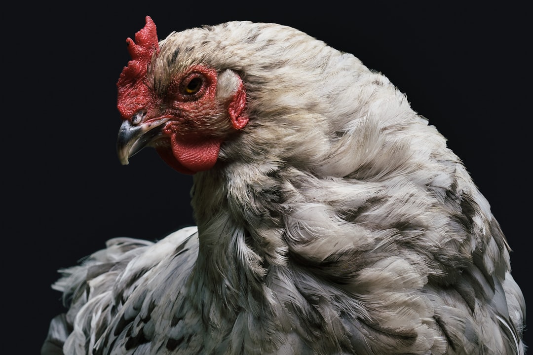 Broiler Chicken Recipes with Kiwi Slices for Refreshing Tea Pairing
