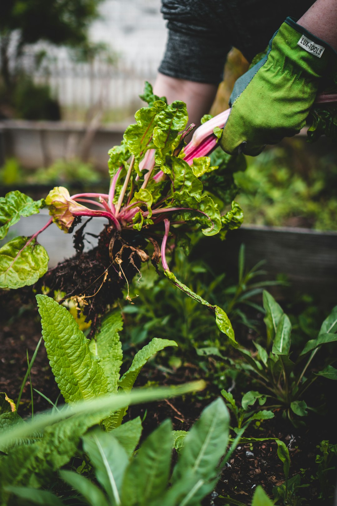 Local Farmers Market Offers Fresh Cabbage and Herring Delights