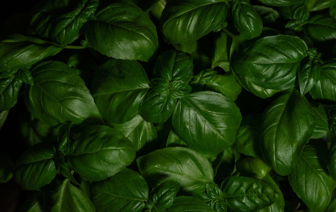 Radicchio and Basil Combine Forces for Savory Tart Delight