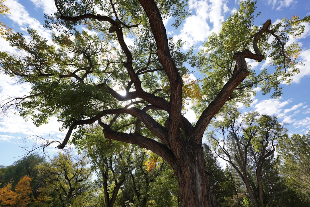 Mindful Pathways to Resilience Unlocking Inner Strength with Refreshed Perspective
