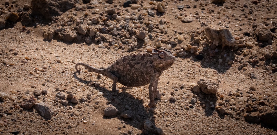 Cage confinement exacerbates stress in captive basilisk species