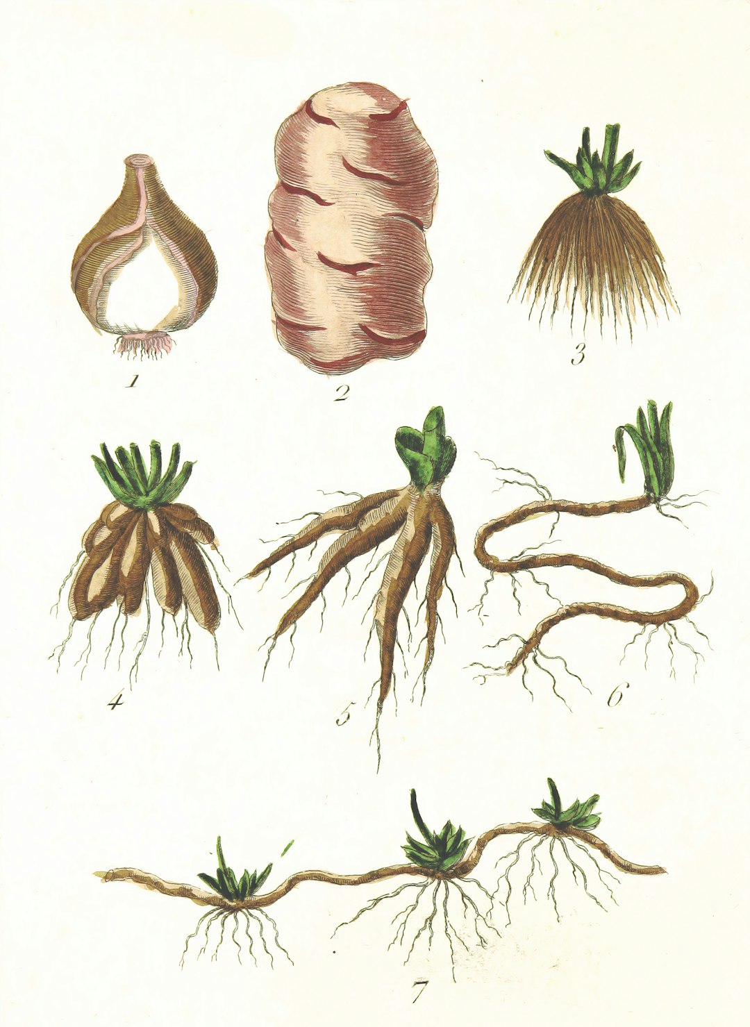 Natural Remedies for Common Health Issues with Fennel Seeds Daily
