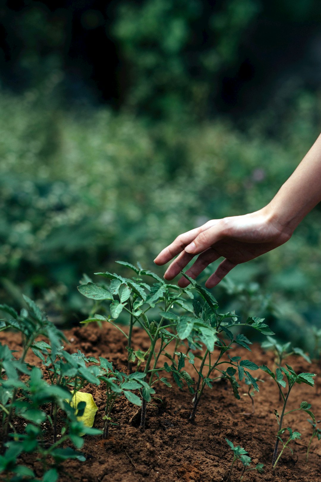 Transform Your Space Cultivation Techniques for Safe Detoxification