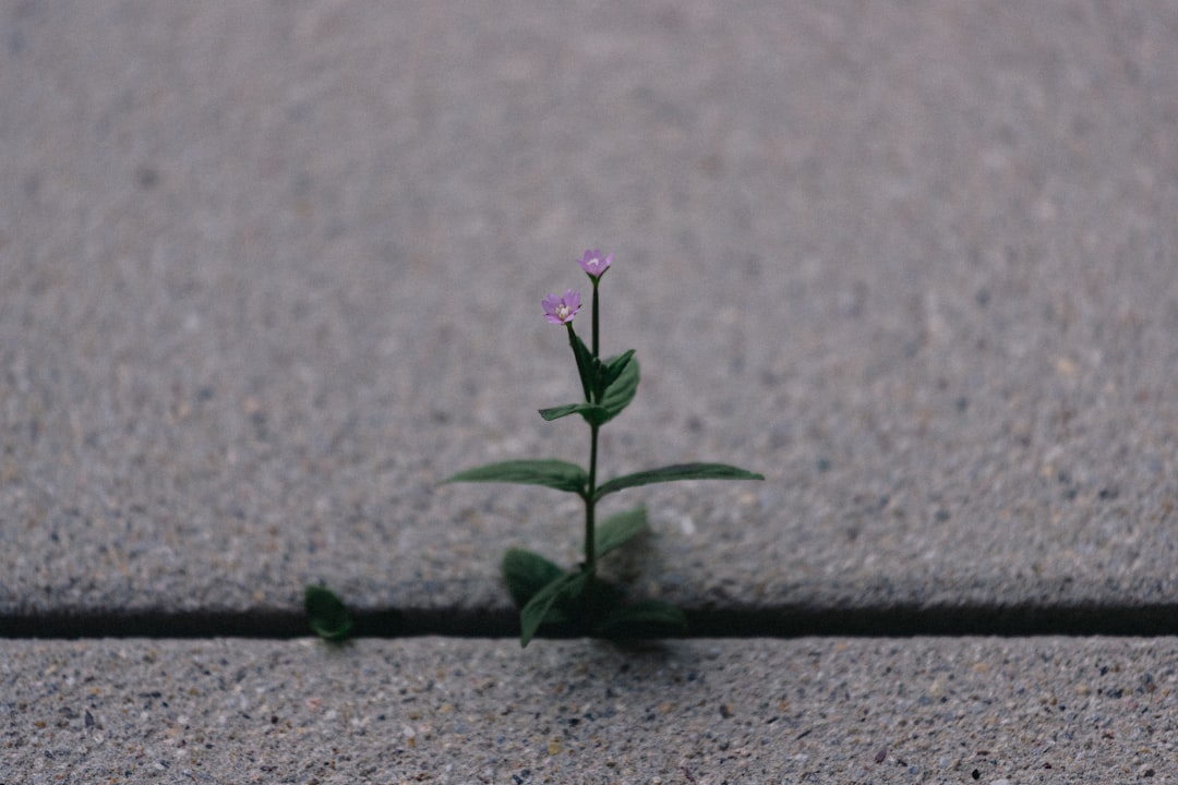 Embrace Growth and Peace for a Fresh Perspective
