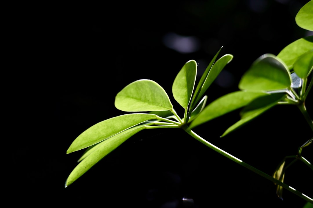 Unlock Your Energy Potential Discover Biofeedback for Longevity