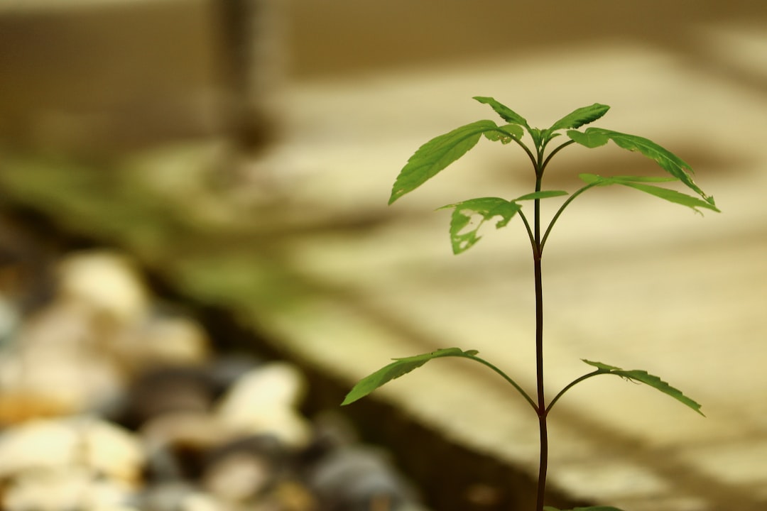 Unlocking the Secrets to Nurture and Growth Treatments