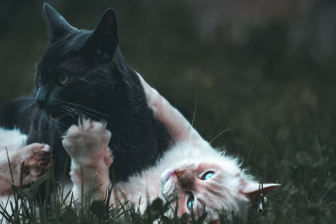 Collaborative Review of the Cat Replication Sequel