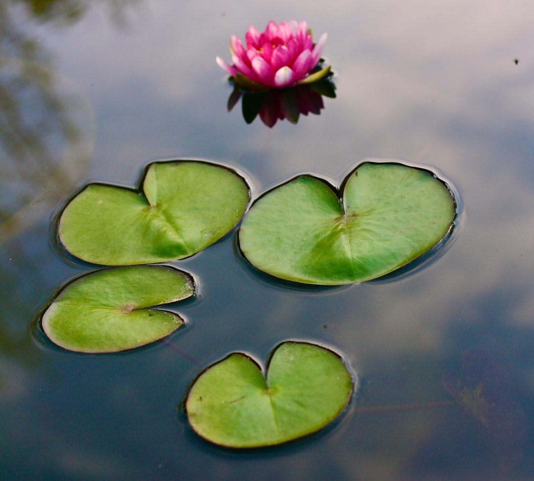Nourish Your Mind Engage in Reflective Practices Today
