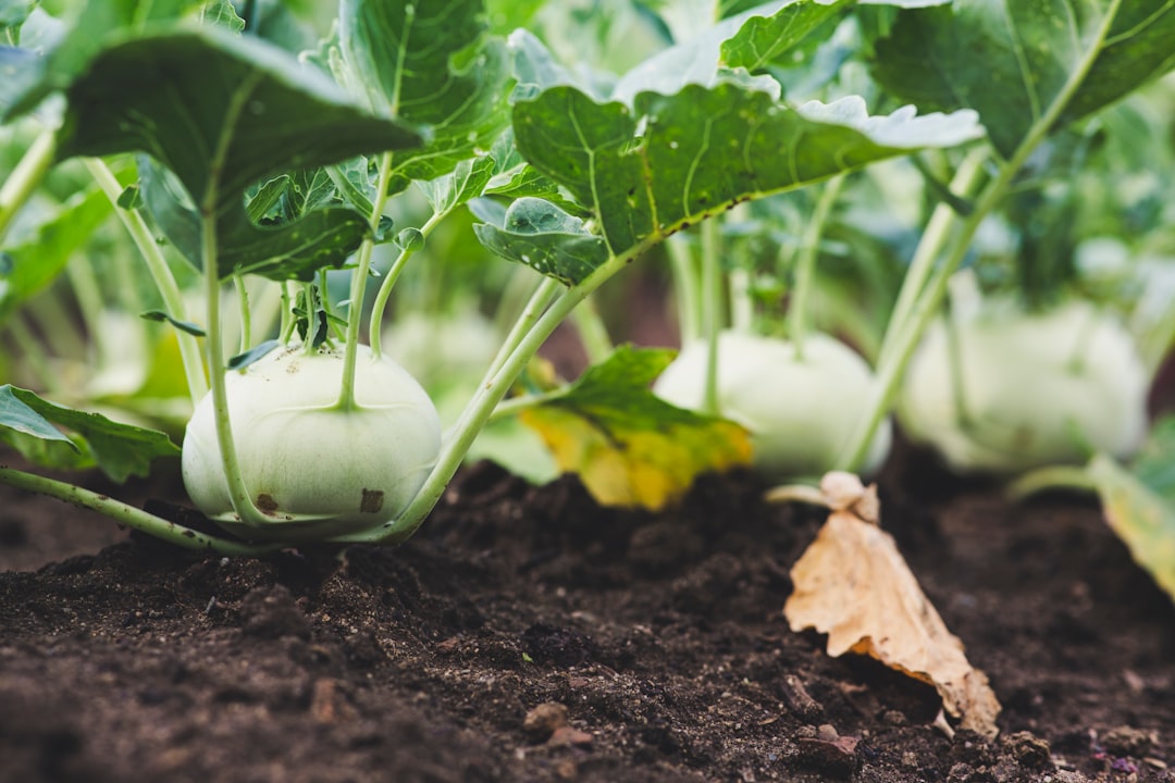 Beet and Kohlrabi Cultivation for Ethnic Gardeners